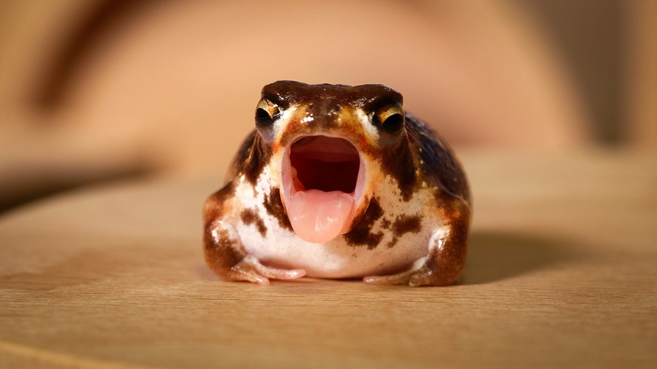 Potato Fairy Yawning on Summer Vacation