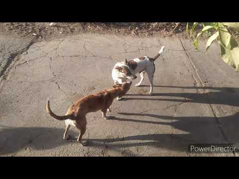Dog funny movements Jadu or Nani | how dogs talking