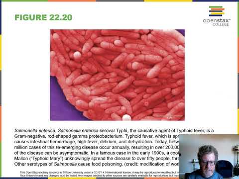 Chapter22 Prokaryotes Bacteria and Archae Narration