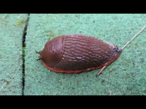 Chocolate Slug