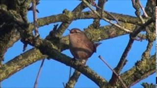 Download lagu winterkoning - wren mp3