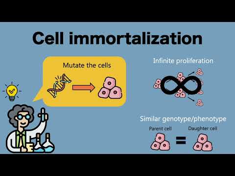 Cell Immortalization: K4DT Method