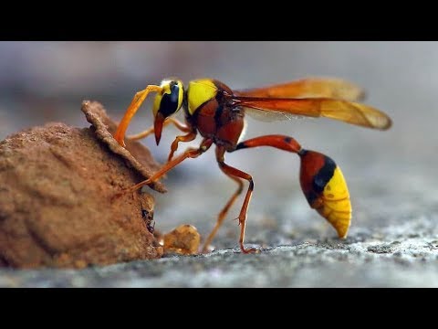 YouTube video about What are the most common wasp species in the U.S.?