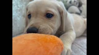 ラブラドールレトリーバーの動画01