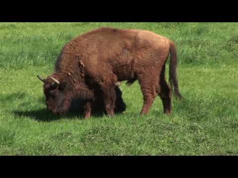 Schleswig Holstein  Der Film Land zwischen den Meeren