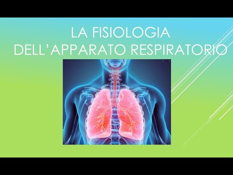 Physiology of the respiratory system
