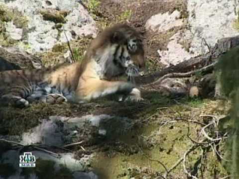 Siberian (Amur) Tiger vs Ussuri Brown Bear ("Black Grizzly")