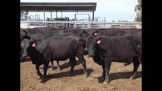AA and AAx PTE Feeder Hfrs V2