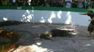 Alligator Wrestling.MP4