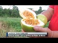 Horta da família Leal se destaca em Rolim de Moura Parte 02