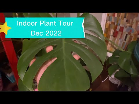 , title : 'Indoor / Houseplant Tour // December 2022 // Happy New Year 🎉'