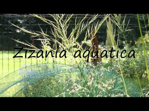 How to Pronounce Zizania aquatica?