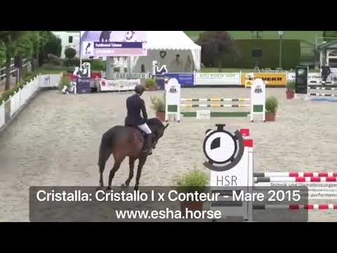 Cristalla: CRISTALLO I x CONTEUR