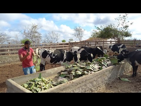 FUI ACOMPANHAR A LUTA DIÁRIA DE JÚNIOR EM BOQUEIRÃO CARIRI PARAIBANO 