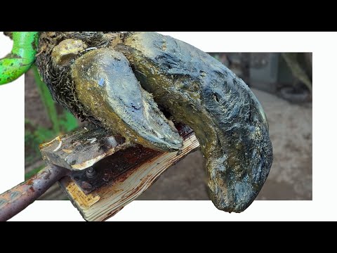 Missed Cow Hooves Were So Overgrown She Struggled To Walk