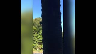 Very Terrible Sound Its appears every Summer in Japan  (Insect: Cicada in Japan)