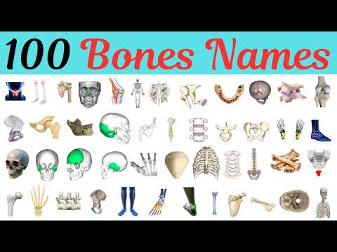 100 Bones Names || Bones || Near Education || @NearEducationOfficial