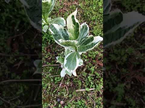 アジサイの下に置く植物はどれ？この夏、美しさをさらに高める6種の組み合わせ  庭園