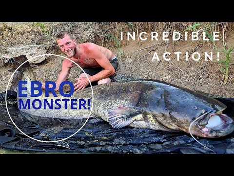 136lb Catfish Caught on River Ebro