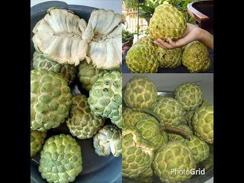 Mango Melee  Adult Eating Contest St. Croix, U.S. Virgin Islands July 1st 2012.