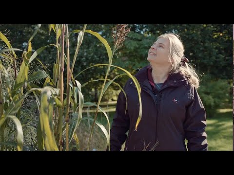 Hon undersöker hur konsten att odla spreds i Afrika för tusentals år sedan