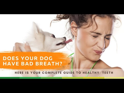 Your Complete Guide to Dental Care for Dogs