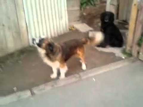 Dando la vida por un  ¡¡¡ VOLANTIN!!!!!!