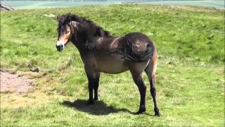 preview picture of video 'Exmoor Ponies on Traprain Law'