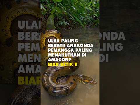 ULAR PALING BERAT!! Anakonda Pemangsa Paling Menakutkan Di Amazon❓😱 Biar Betik ❗️❗️ #shorts #facts