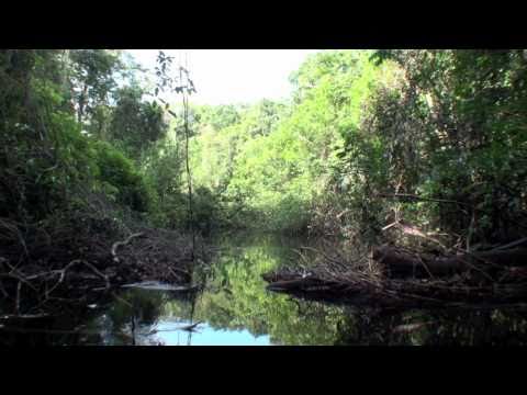 Monster Peacock Bass of Amazonas HD(Trap's ReMix)