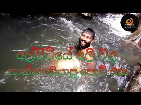 අල්පිටියේ අලි වල (ගමනෙ නිමාව )mayuranath sanjeewa