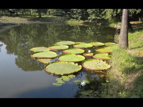Acharya Jagadish Chandra Bose Indian Botanic Garden of India Kolkata, West Bengal