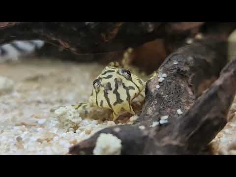 Der L236 Super White Wels. Ein Traum in Schwarz und Weiß.