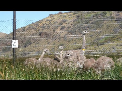Argentina transfers 15 rheas to Chile to repopulate country with species | AFP