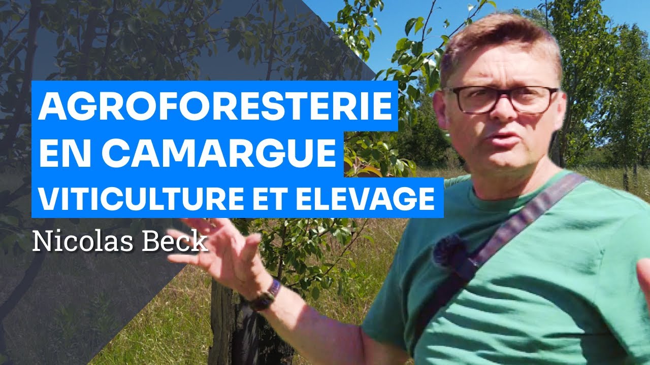 Agroforesterie en Camargue : haies viticoles et pré-vergers en terre sableuse aride, N Beck