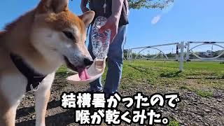 いつか行ってみたいみた。#柴犬#犬との暮らし#日常#面白い#かわいい#癒し#shibainu