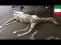 Remains of preserved horse uncovered in Pompeii villa - TomoNews