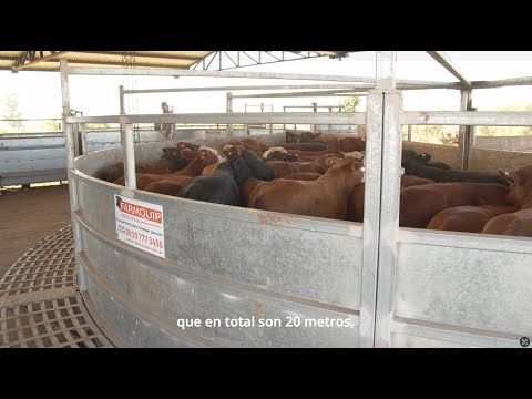 Experiencia Farmquip en El Cortijo 🐂 | Feedlot en Villa del Totoral, Córdoba