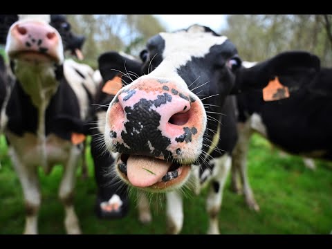 Local Farms and New Braintree, MA