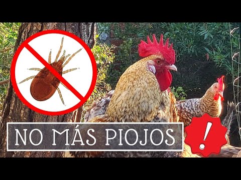 , title : 'El PIOJO ROJO de las gallinas: la mejor SOLUCIÓN 🐔🐥'