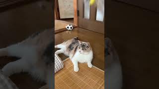 【猫動画】#56　この猫じゃらしだけなぜこうなる？
