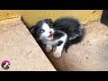 How ferocious rescued kitten grows up: from 0-26 days