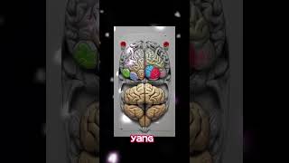 Download lagu Otak: Organ Paling Gemuk di Tubuh Manusia, Tapi Bukan dari Perut! Kenapa Bisa? mp3 Download lagu Otak: Organ Paling Gemuk di Tubuh Manusia, Tapi Bukan dari Perut! Kenapa Bisa? mp3