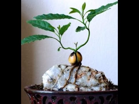 May 25, 2021, Update On Step By Step Guide To Make Bonsai Tree From Avocado Seed