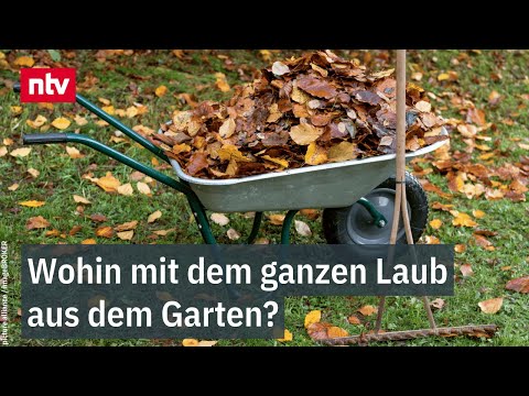 Wohin mit dem ganzen Laub aus dem Garten? | ntv Service