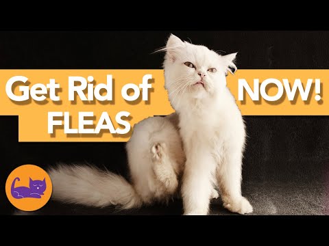 How to Get Rid of ALL Fleas on Cats and In the House PERMANENTLY!