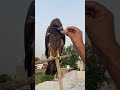Feeding Eagle Baaz