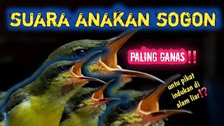 Download lagu Suara anakan burung sogon‼️sangat ampuh untuk di buat pikat@jahidchannel5459 mp3