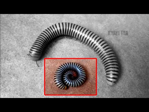 Egongolo Okuyingira Munyumba Kitegezaaki Gongolo Okulisanga Kubuliri