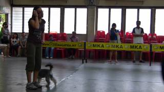 74th Smartheart MKA Obedience Trials